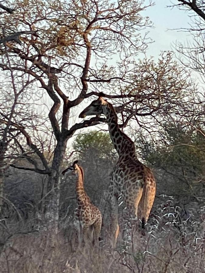 Willa The Cheetah Rest Hoedspruit Zewnętrze zdjęcie